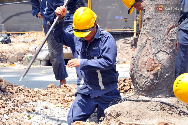 Bắt đ&acirc;̀u bứng dưỡng c&acirc;y xanh tr&ecirc;n đường T&ocirc;n Đức Thắng ở Sài Gòn - Ảnh 3.