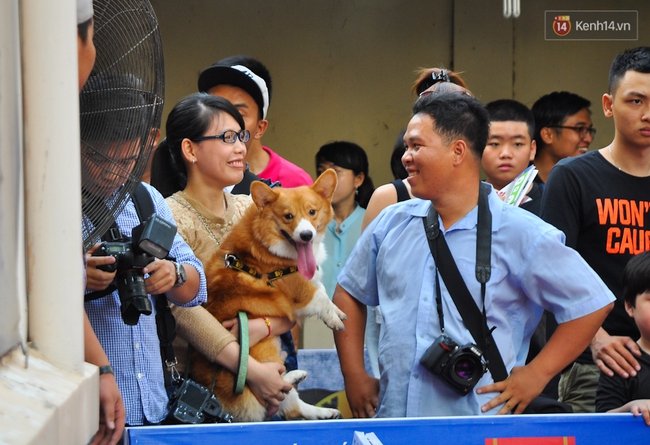 Ngắm những chú chó Bully giá nghìn đô trong cuộc thi dog show ở Sài Gòn - Ảnh 3.