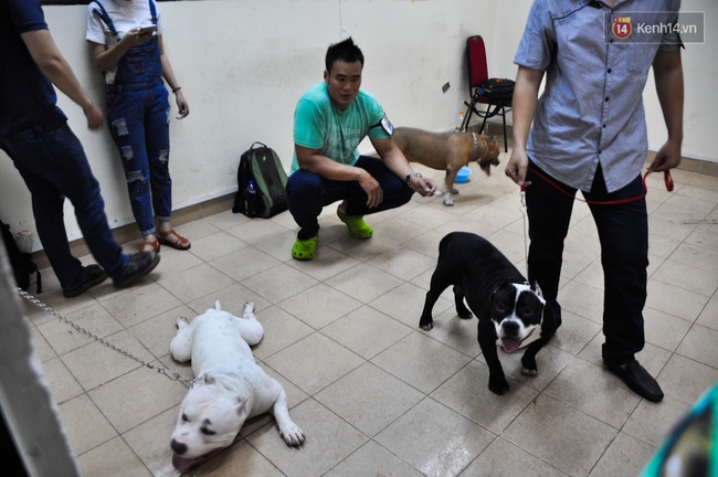 Ngắm những chú chó Bully giá nghìn đô trong cuộc thi dog show ở Sài Gòn - Ảnh 7.