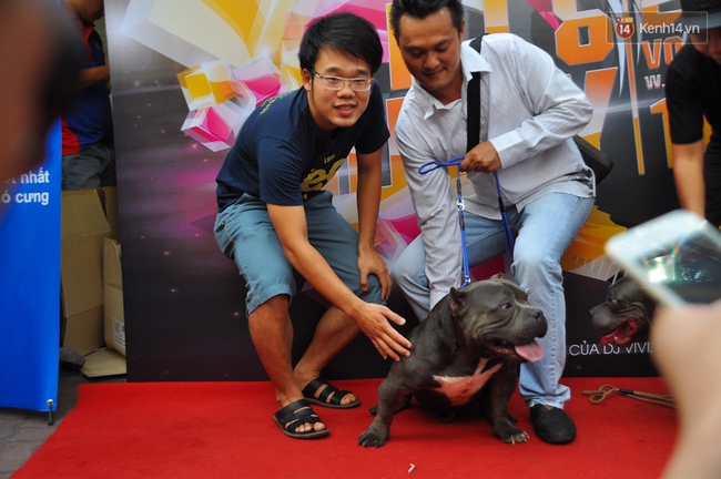 Ngắm những chú chó Bully giá nghìn đô trong cuộc thi dog show ở Sài Gòn - Ảnh 6.