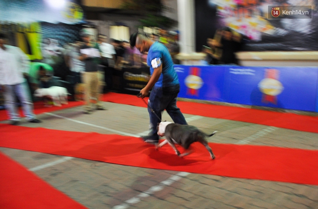 Ngắm những chú chó Bully giá nghìn đô trong cuộc thi dog show ở Sài Gòn - Ảnh 9.