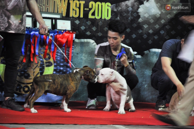 Ngắm những chú chó Bully giá nghìn đô trong cuộc thi dog show ở Sài Gòn - Ảnh 8.