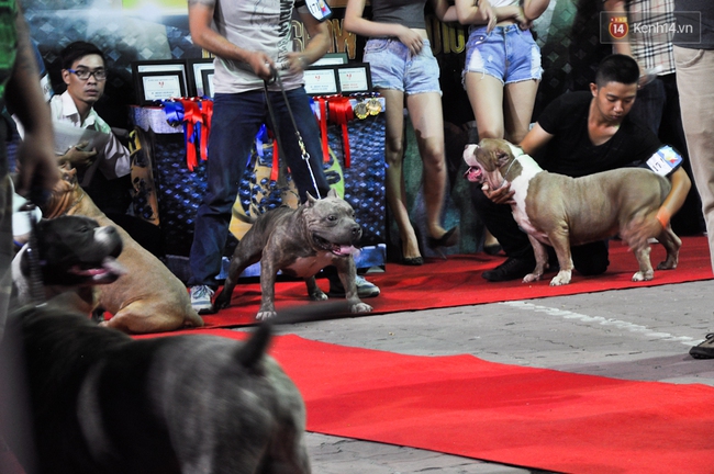 Ngắm những chú chó Bully giá nghìn đô trong cuộc thi dog show ở Sài Gòn - Ảnh 2.