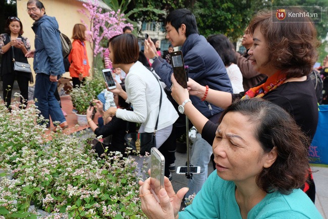 Người Hà Nội chen chân chụp ảnh hoa tam giác mạch tại phố đi bộ - Ảnh 9.