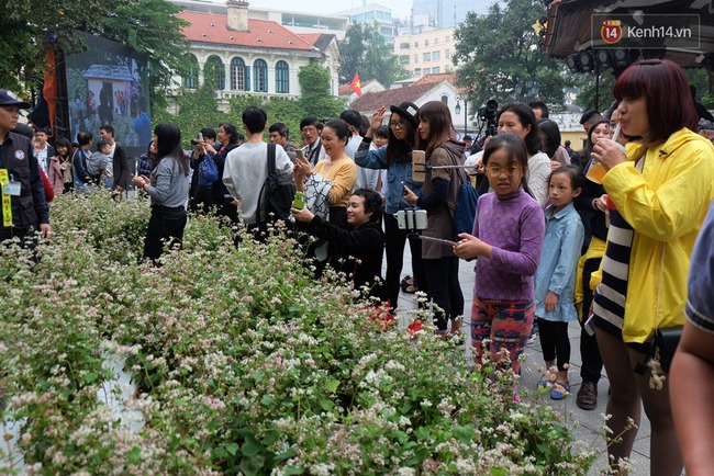 Người Hà Nội chen chân chụp ảnh hoa tam giác mạch tại phố đi bộ - Ảnh 13.