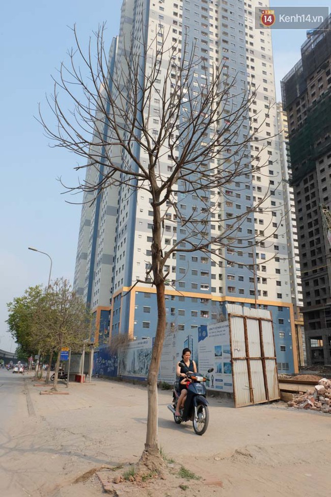 C&acirc;y mới trồng chết kh&ocirc;, bong tr&oacute;c tr&ecirc;n nhiều con đường ở H&agrave; Nội - Ảnh 7.