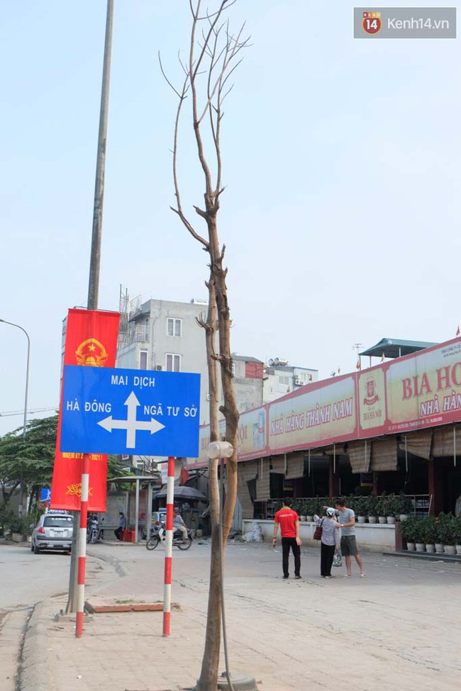 C&acirc;y mới trồng chết kh&ocirc;, bong tr&oacute;c tr&ecirc;n nhiều con đường ở H&agrave; Nội - Ảnh 9.