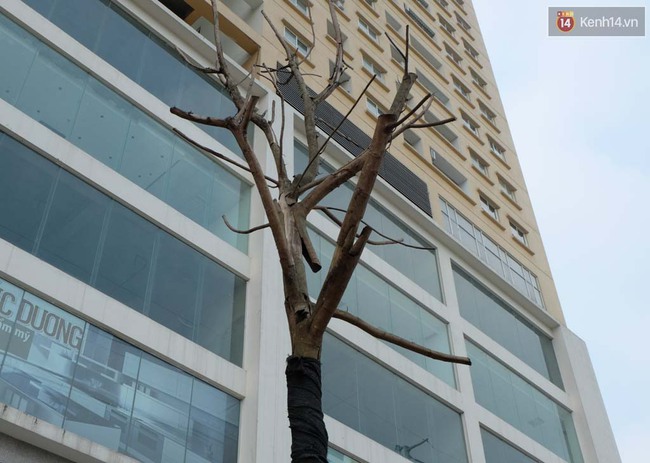 C&acirc;y mới trồng chết kh&ocirc;, bong tr&oacute;c tr&ecirc;n nhiều con đường ở H&agrave; Nội - Ảnh 2.
