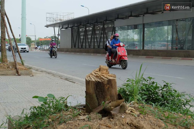 C&acirc;y mới trồng chết kh&ocirc;, bong tr&oacute;c tr&ecirc;n nhiều con đường ở H&agrave; Nội - Ảnh 3.