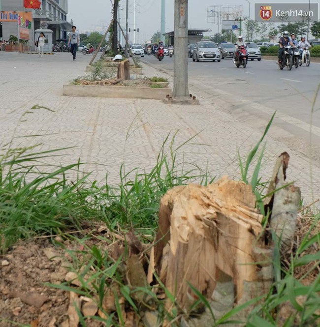 C&acirc;y mới trồng chết kh&ocirc;, bong tr&oacute;c tr&ecirc;n nhiều con đường ở H&agrave; Nội - Ảnh 4.