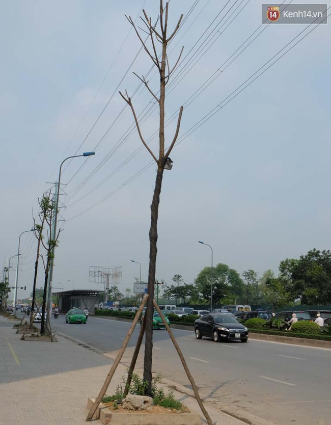 C&acirc;y mới trồng chết kh&ocirc;, bong tr&oacute;c tr&ecirc;n nhiều con đường ở H&agrave; Nội - Ảnh 1.