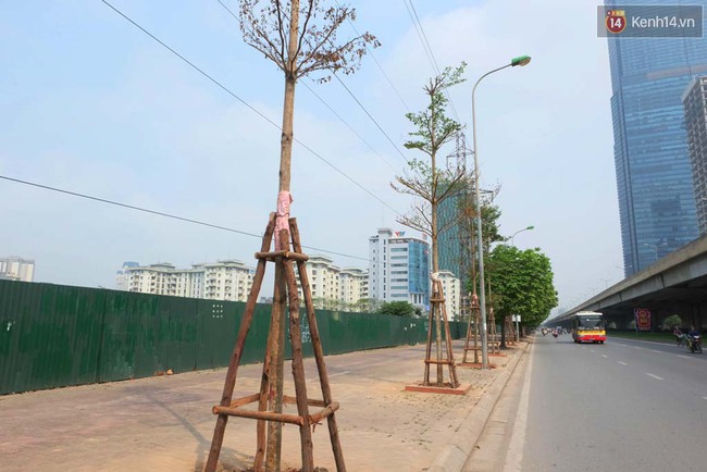 C&acirc;y mới trồng chết kh&ocirc;, bong tr&oacute;c tr&ecirc;n nhiều con đường ở H&agrave; Nội - Ảnh 14.