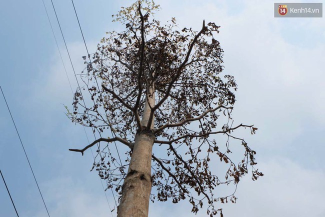 C&acirc;y mới trồng chết kh&ocirc;, bong tr&oacute;c tr&ecirc;n nhiều con đường ở H&agrave; Nội - Ảnh 15.