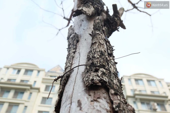 C&acirc;y mới trồng chết kh&ocirc;, bong tr&oacute;c tr&ecirc;n nhiều con đường ở H&agrave; Nội - Ảnh 11.