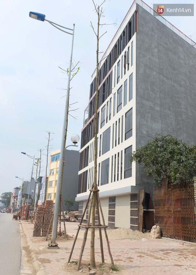 C&acirc;y mới trồng chết kh&ocirc;, bong tr&oacute;c tr&ecirc;n nhiều con đường ở H&agrave; Nội - Ảnh 12.