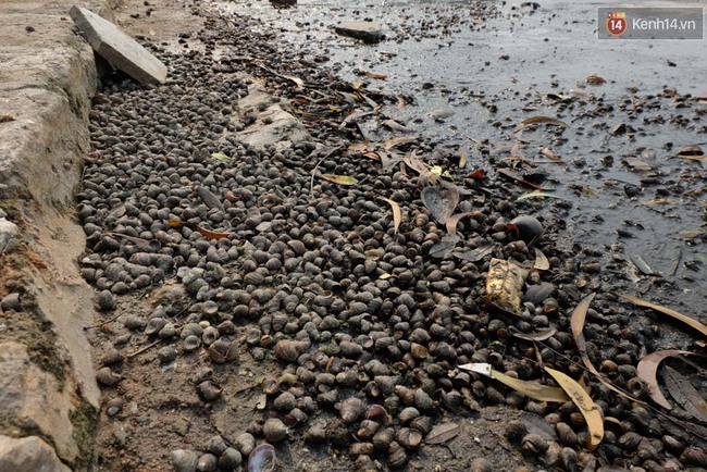 Hà Nội: Nạo hút hồ Ngọc Khánh sau 1 tháng “tra tấn” người dân bằng mùi hôi thối - Ảnh 6.