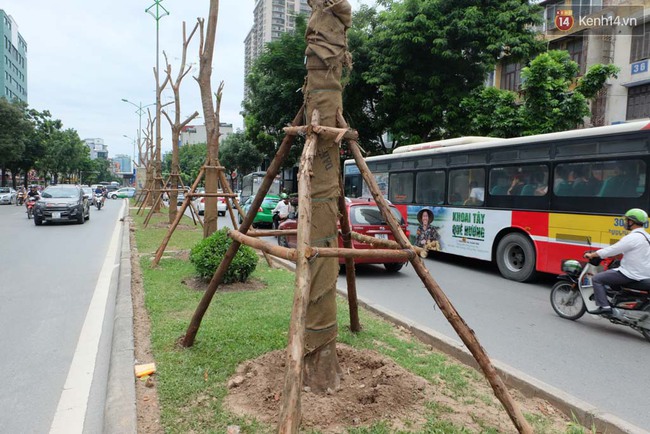 Tranh cãi về việc trồng cây phượng đỏ ở dải phân cách trên nhiều tuyến phố Hà Nội - Ảnh 12.