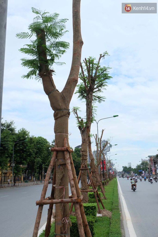 Tranh cãi về việc trồng cây phượng đỏ ở dải phân cách trên nhiều tuyến phố Hà Nội - Ảnh 3.