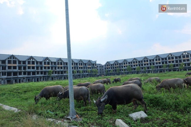 Biệt thự tiền tỷ biến thành nơi nuôi nhốt, chăn thả trâu bò ở Hà Nội - Ảnh 13.