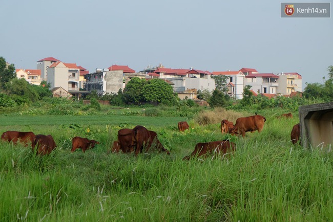 Biệt thự tiền tỷ biến thành nơi nuôi nhốt, chăn thả trâu bò ở Hà Nội - Ảnh 14.