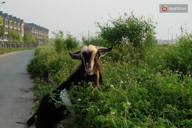 Biệt thự tiền tỷ biến thành nơi nuôi nhốt, chăn thả trâu bò ở Hà Nội - Ảnh 15.