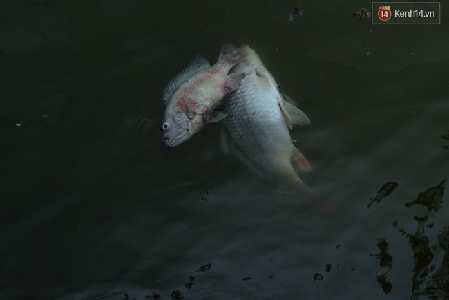 Hà Nội: Cá chết nổi trắng ven hồ Tây - Ảnh 14.