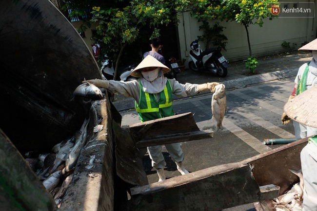 Cuộc sống của hàng nghìn người ven hồ Tây bị đảo lộn, hàng quán đóng cửa vì cá chết - Ảnh 8.