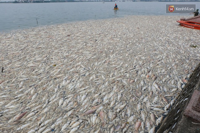 Lượng cá chết hồ Tây đã lên đến 60 tấn, nhiều loài cá to nặng tới 4-5kg - Ảnh 2.