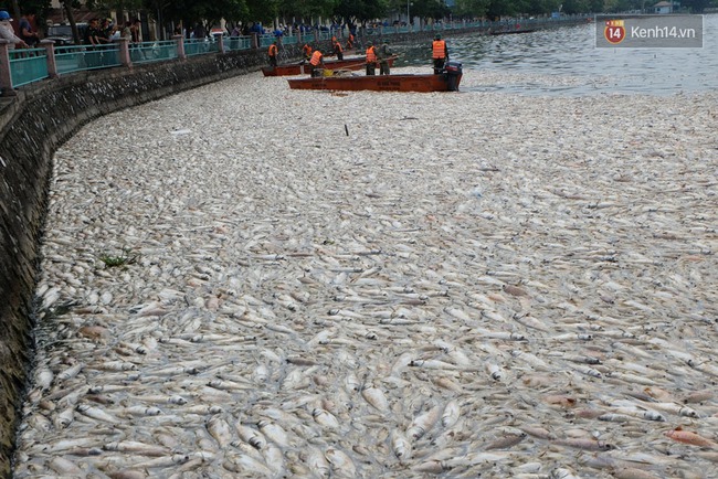 Lượng cá chết hồ Tây đã lên đến 60 tấn, nhiều loài cá to nặng tới 4-5kg - Ảnh 1.