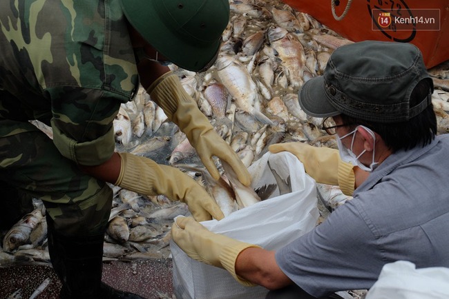 Lượng cá chết hồ Tây đã lên đến 60 tấn, nhiều loài cá to nặng tới 4-5kg - Ảnh 3.