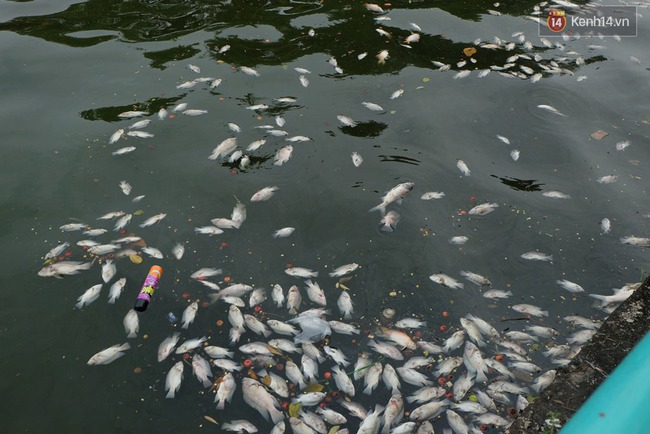Gần 80 tấn cá chết được thu gom, chưa bao giờ hồ Tây chết nhiều cá đến thế! - Ảnh 4.