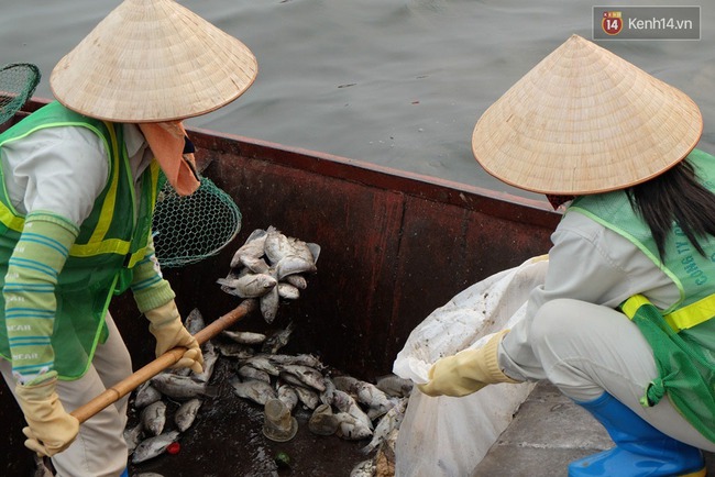 Quanh hồ T&acirc;y đ&atilde; giảm m&ugrave;i h&ocirc;i thối nồng nặc, c&aacute; chết vẫn đang tiếp tục được thu dọn - Ảnh 9.