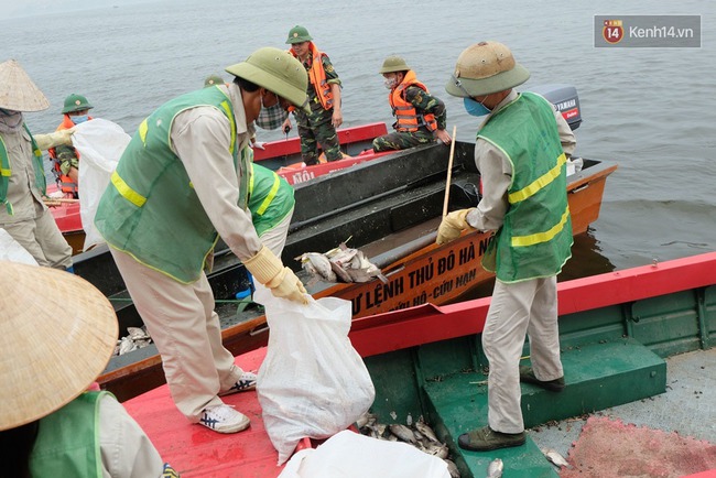 Quanh hồ Tây đã giảm mùi hôi thối nồng nặc, cá chết vẫn đang tiếp tục được thu dọn - Ảnh 8.