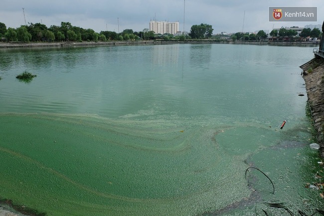 Hà Nội: Tảo chết nổi xanh hồ Văn Quán, người dân không dám hé cửa vì quá hôi thối - Ảnh 1.