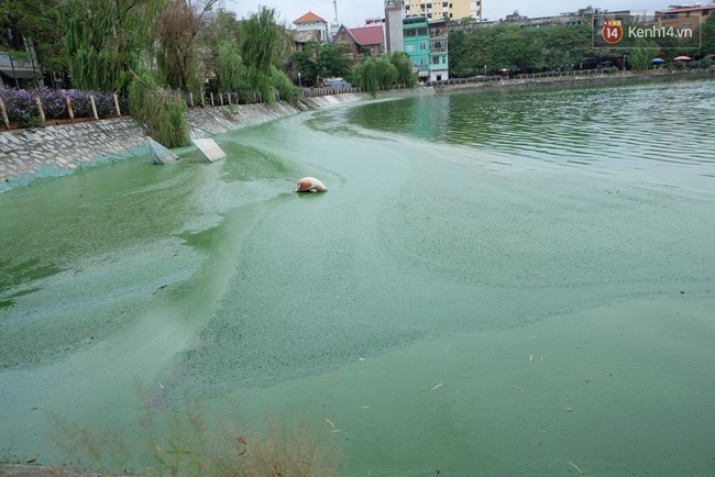 Hà Nội: Tảo chết nổi xanh hồ Văn Quán, người dân không dám hé cửa vì quá hôi thối - Ảnh 2.