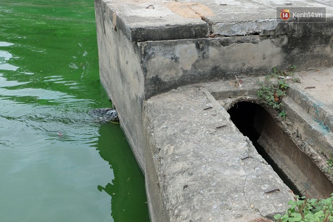 Hà Nội: Tảo chết nổi xanh hồ Văn Quán, người dân không dám hé cửa vì quá hôi thối - Ảnh 9.