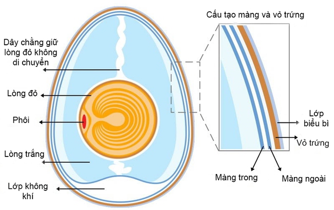 Thí nghiệm thú vị: Điều bất ngờ đã xảy ra khi bạn đập trứng dưới nước - Ảnh 3.