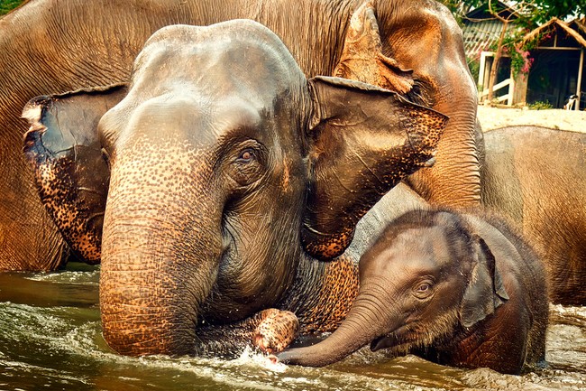 Câu chuyện đau lòng đằng sau những con voi hiền hòa tại Thái Lan - Ảnh 10.