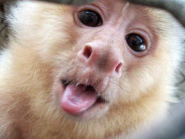 Lũ khỉ ở Brazil đã chính thức tiến hóa: biết... đập đá chế đồ - Ảnh 2.