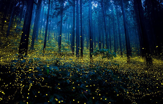 Ghé thăm khu rừng đom đóm huyền ảo như chốn thần tiên ở Nhật Bản - Ảnh 1.