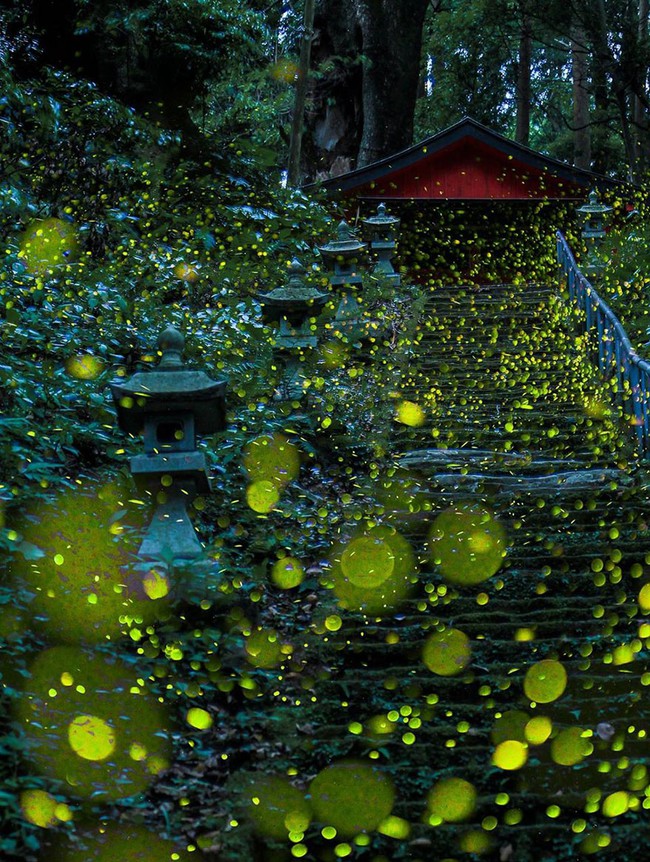 Ghé thăm khu rừng đom đóm huyền ảo như chốn thần tiên ở Nhật Bản - Ảnh 2.