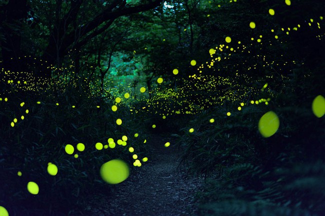 Ghé thăm khu rừng đom đóm huyền ảo như chốn thần tiên ở Nhật Bản - Ảnh 6.
