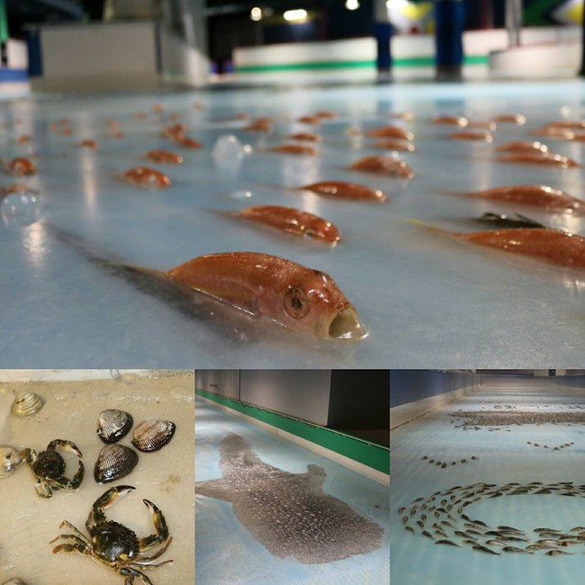 Công viên Nhật Bản gây phẫn nộ vì chôn 5.000 con cá sống dưới sân trượt băng - Ảnh 1.