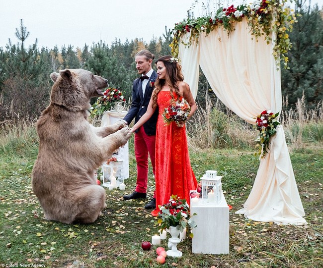 Gấu khổng lồ đến dự đám cưới của cô dâu, chú rể người Nga - Ảnh 5.