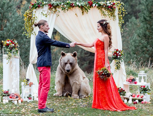 Gấu khổng lồ đến dự đám cưới của cô dâu, chú rể người Nga - Ảnh 8.