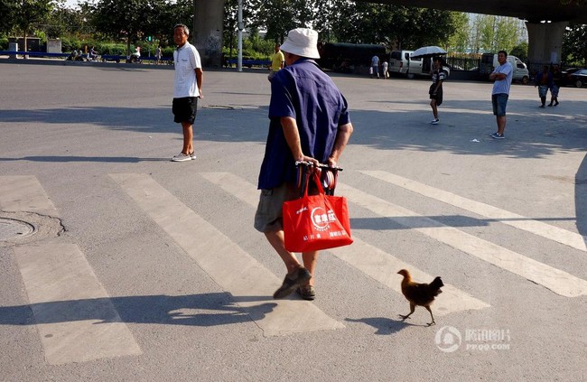 Tình bạn gắn bó giữa ông lão và gà con mồ côi - Ảnh 4.