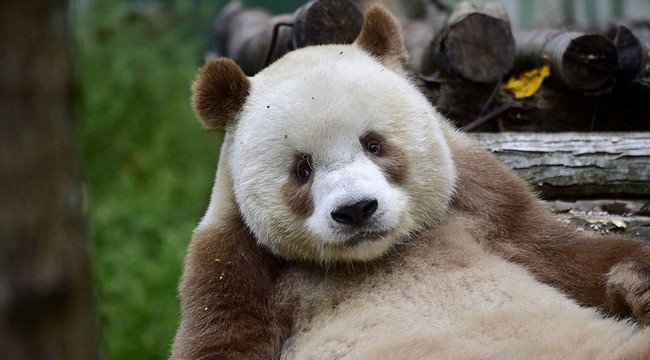 Chú gấu trúc đã dễ thương lại còn sở hữu bộ lông nâu duy nhất trên thế giới - Ảnh 3.