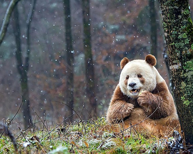 Chú gấu trúc đã dễ thương lại còn sở hữu bộ lông nâu duy nhất trên thế giới - Ảnh 4.