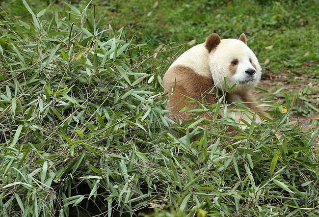 Chú gấu trúc đã dễ thương lại còn sở hữu bộ lông nâu duy nhất trên thế giới - Ảnh 6.