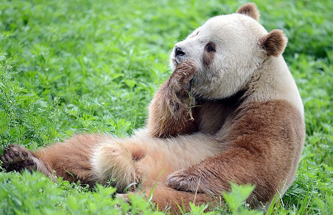 Chú gấu trúc đã dễ thương lại còn sở hữu bộ lông nâu duy nhất trên thế giới - Ảnh 7.